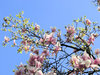 magnolia branches: branches of a magnolia tree