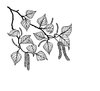 birch branch: This is one of my ink drawings
-- Christa