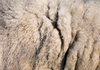 lã de ovelha textura: 