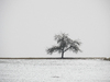 einsame Winterbaum: 