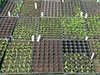 organic seedlings: organic seedlings
