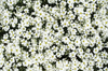 white blossoms texture: white blossoms texture