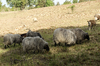 weidende Schafe und Ziegen: 