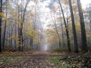 misty autumn walkway: 