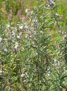 rosemary: Rosemary is used for,energy,feeling of well-bein,it is stimulating, too.,
