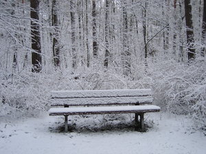 bench in winter forest: you may not believe it, but this photo was taken in a forest in the middle of Berlin