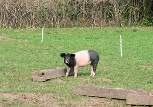 young piglet: young pot-bellied piglet