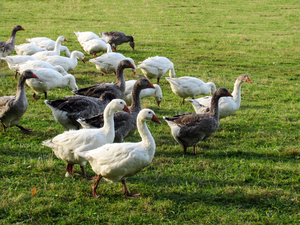 flock of geese: flock of geese