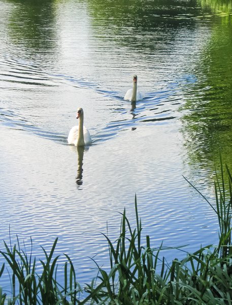 a pair of swans: a pair of swans