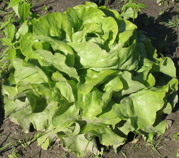 organic lettuce: organic lettuce