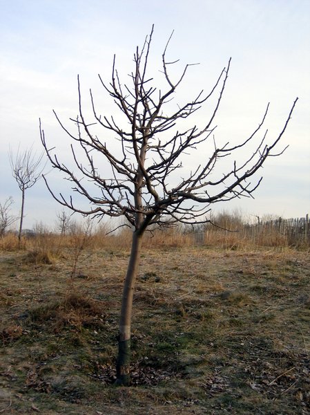 Apfelbaum im Winter: 