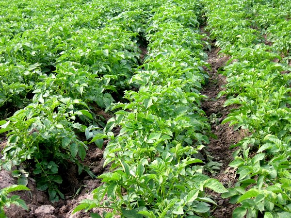 organic potato field: organic potato field