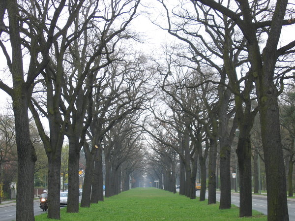 tree alley: tree alley