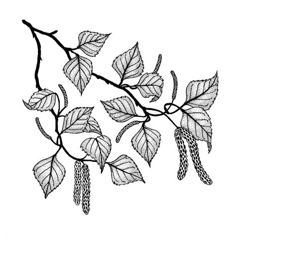 birch branch: This is one of my ink drawings
-- Christa