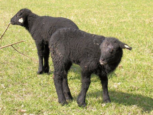 two little black sheep: two little black sheep