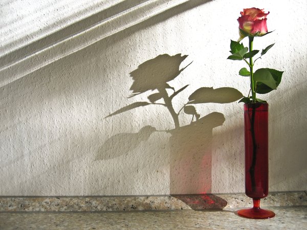 rose and shadow: rose and shadow