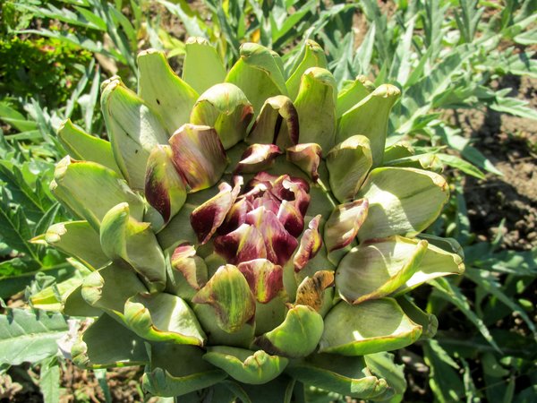 ripe globe artichoke plant  Free stock photos - Rgbstock - Free