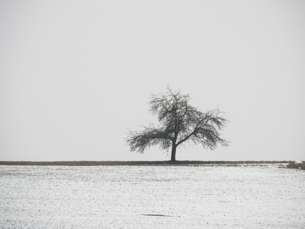 árbol solitario en invierno: 