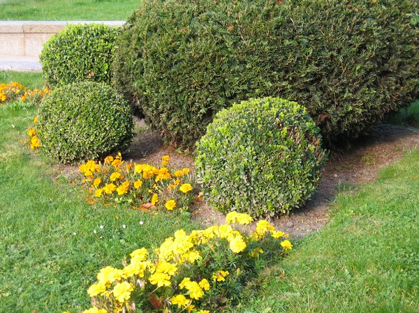 sculptured garden bushes: sculptured garden bushes