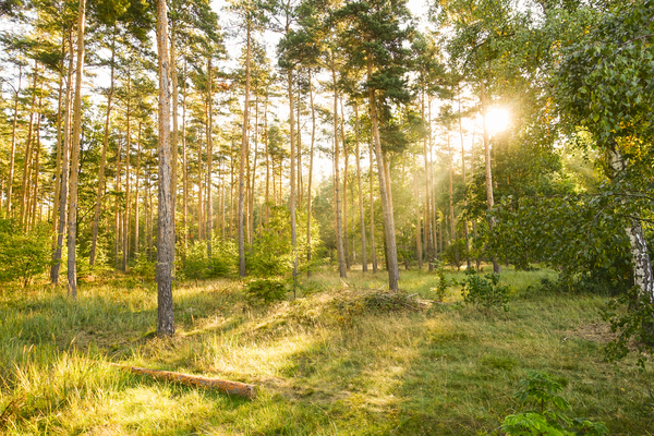 Sunny Forest Scenery Free Stock Photos Rgbstock Free Stock Images