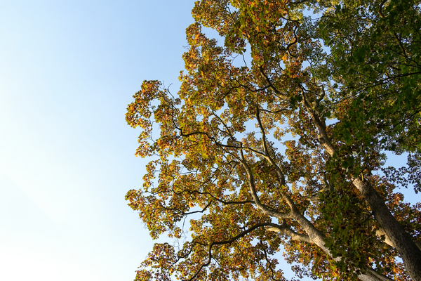 vroege herfst bomen: 