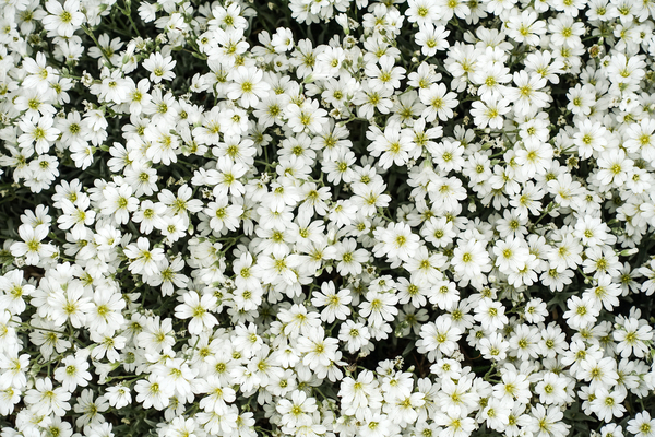 white blossoms texture: white blossoms texture