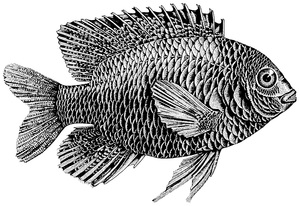 Fish, Free stock photos - Rgbstock - Free stock images, fish scales drawing  