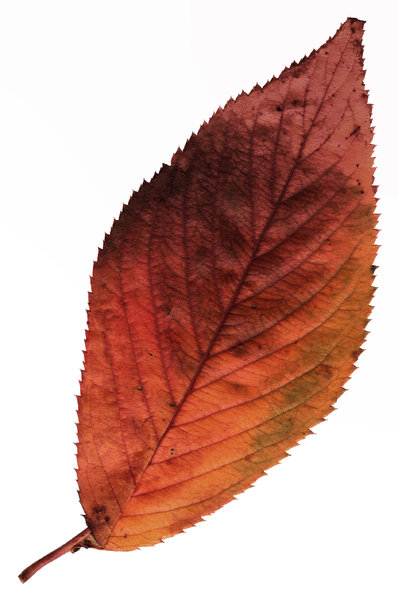 Leaf 10: 