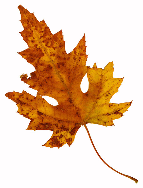 Leaf 16: An isolated fall leaf.