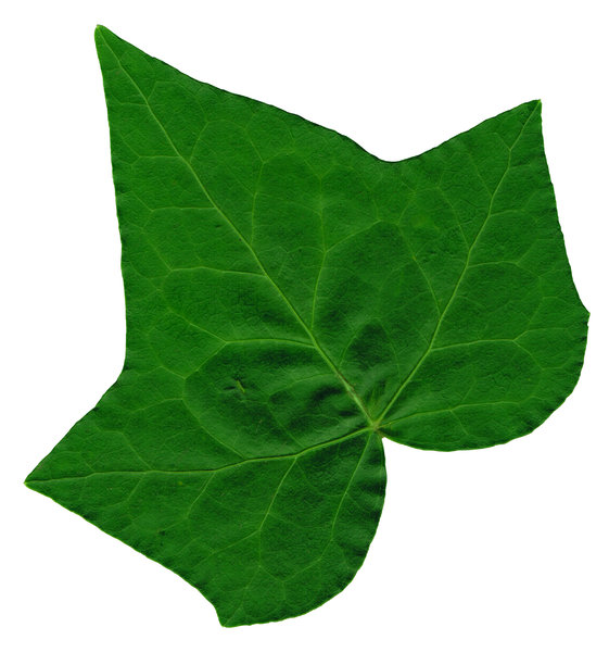 leaf ivy
