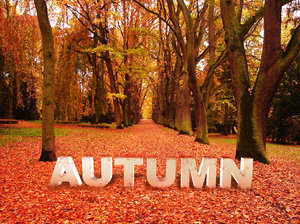 Autumn Concept: 