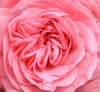 Pink rose: 