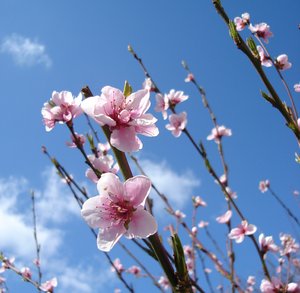 flowering spring: flowering peach tree