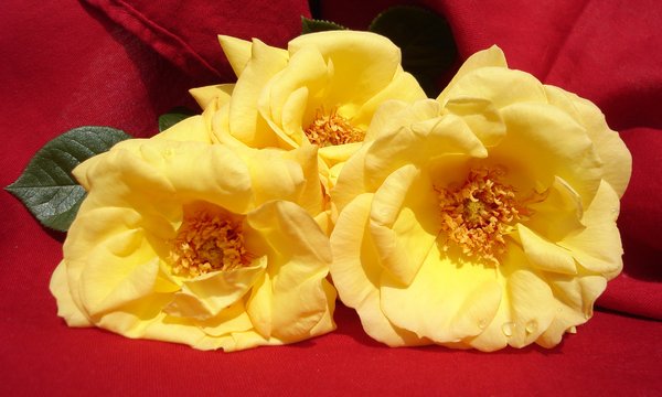 Yellow rose: Fresh yellow roses from my garden