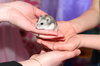 aaww: little hamster hold by hands of a child and a careful mother