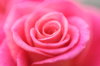 rose: pink rose, soft.