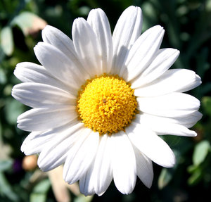daisy | Free stock photos - Rgbstock - Free stock images | bies ...