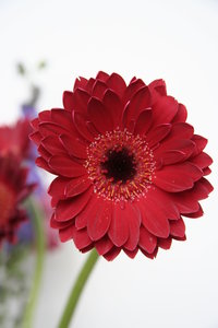 bright red gerbera: red gerbera with purple flowers in background
