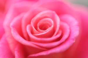 rose: pink rose, soft.
