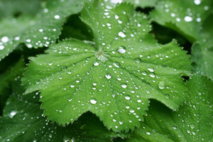 waterdrops on leafs: after the rain there is always some beauty somewhere