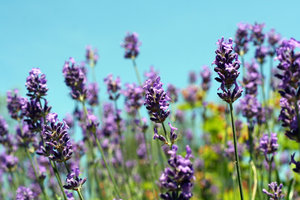 lavender: lavender against blue sky