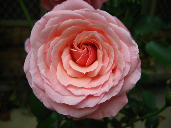 pink rose: ...