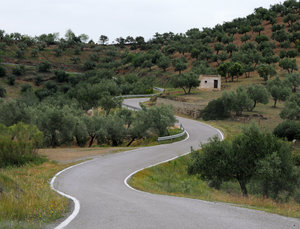 Curves on the road: Curves in the road between olive groves
