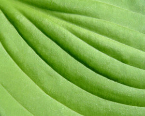 Big Green Leaf: 