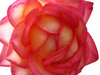 rose2: 