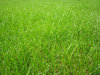grass: fresh grass