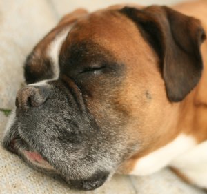 sshhhh: this is my beautiful boxer called Jaffa, he loves a good nap,