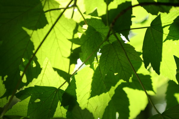 canopy: light shining through the leaves