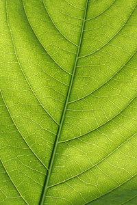 Natural Highways 1: A close view to a leaf shows something similar to city streets.