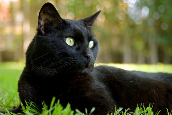 Black Cat: 